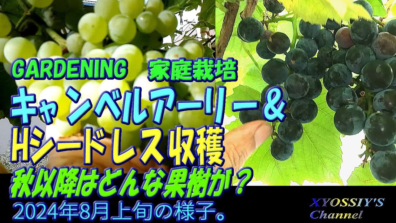XYOSSIY's Fruit Tree Channel] Early August 2024: Harvesting