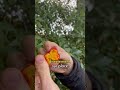 Cest la saison des arbouses de larbousier 