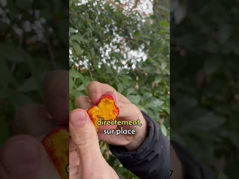 Vidéo: Utilisations et recettes de fruits de litchi - Utilisation de fruits de litchi du jardin