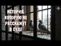 Голуби — символ надежды и свободы 🕊️