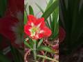 Environment day | #nature #environment #birds #flowers #shortvideo #short #shorts