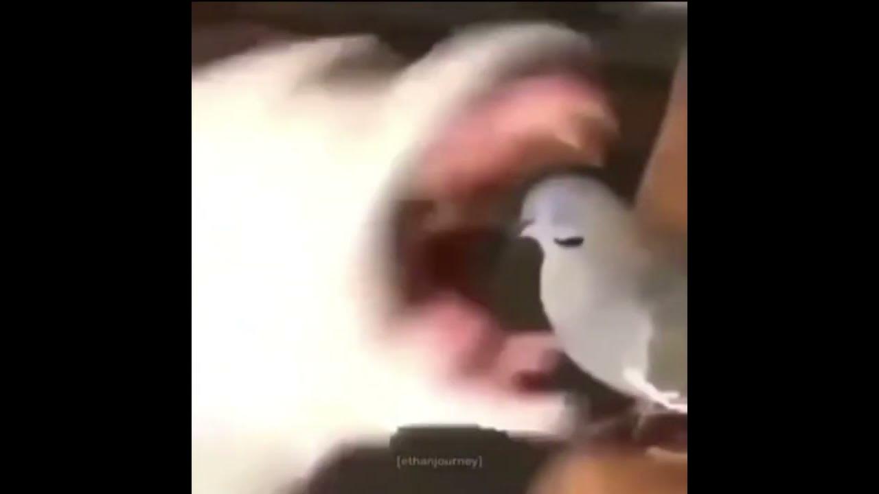 Dog eats bird meme YouTube