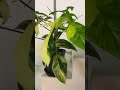 Philodendron Florida Beauty High Var 😍 #plantlover #shorts #philodendron #kiengla #plants