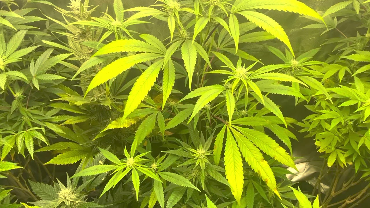 Mars Hydro Grow Journal Tsw2000 