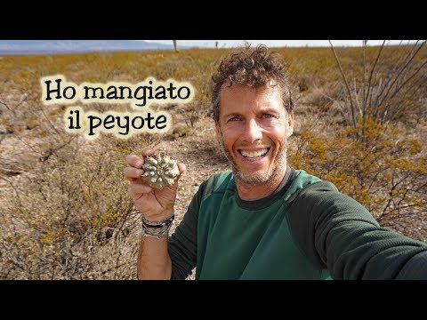 Video: Percezione Del Peyote: Alla Ricerca Della Verità Nel Deserto Messicano - Matador Network