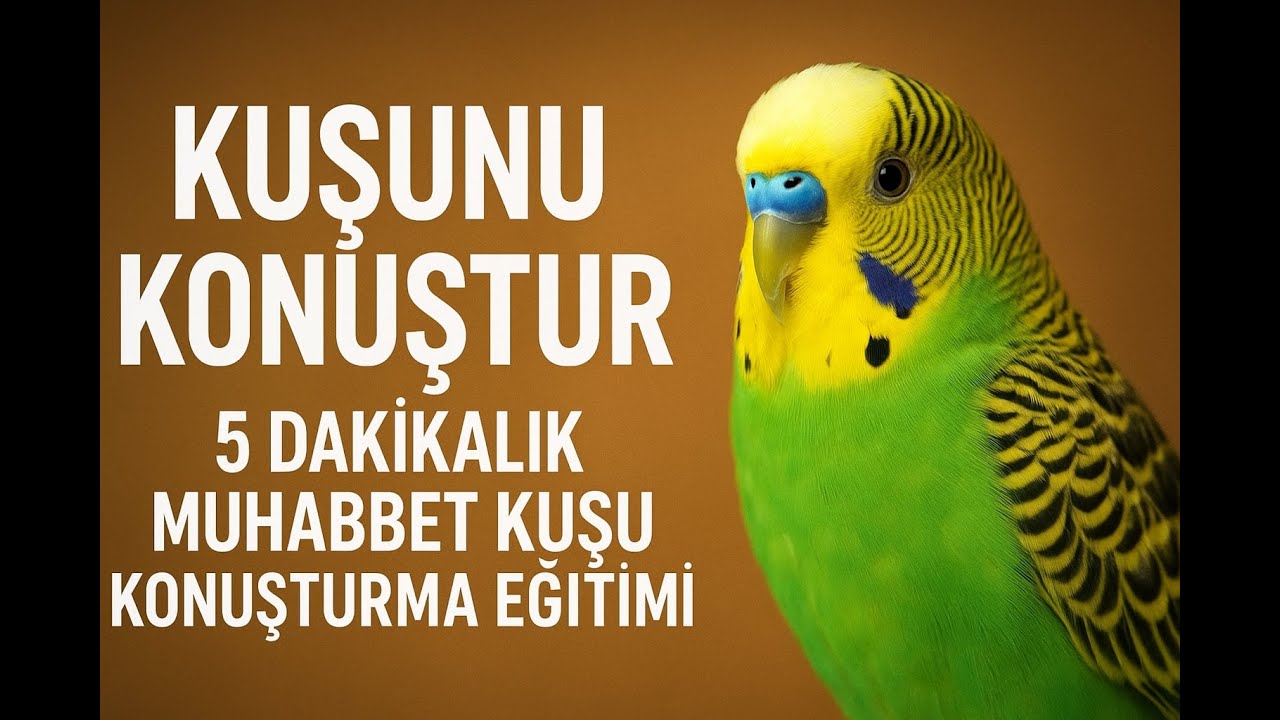 Kuşunu Konuştur : 5 Dakikalık Muhabbet Kuşu Konuşturma Eğitimi , Muhabbet Kuşu Sesiyle Konuştur