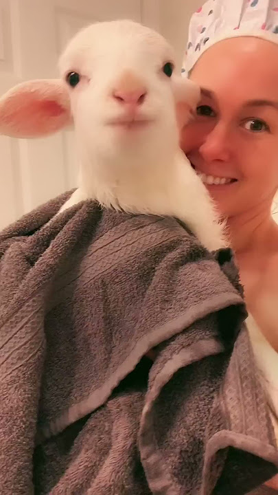 This Perfect Creature Is A Velcro Lamb | The Dodo
