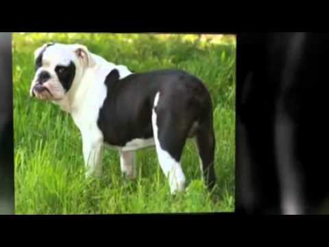 puppy paradise The Amitola Bulldog