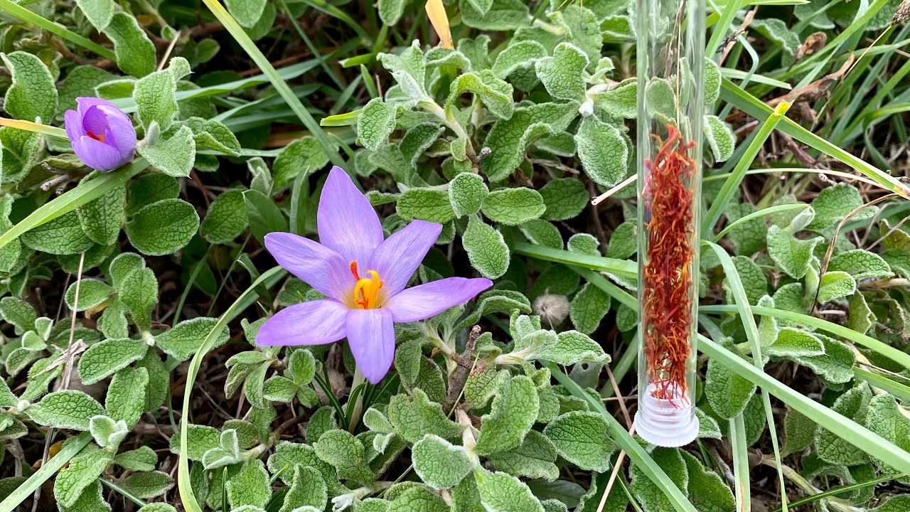 SAFFRON - Where to find the WILD SAFFRON and how to dry it - YouTube
