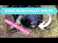 KUNE KUNE PIGLET BIRTH CAUGHT ON TAPE!