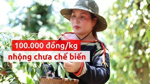 Theo chân người Ê đê bắt sâu muồng chế biến đặc sản - PLO