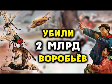 Зачем Китайцы ЖЕСТОКО Истребили Всех Воробьёв