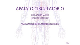 Aparato Circulatorio - Vascularización del miembro superior