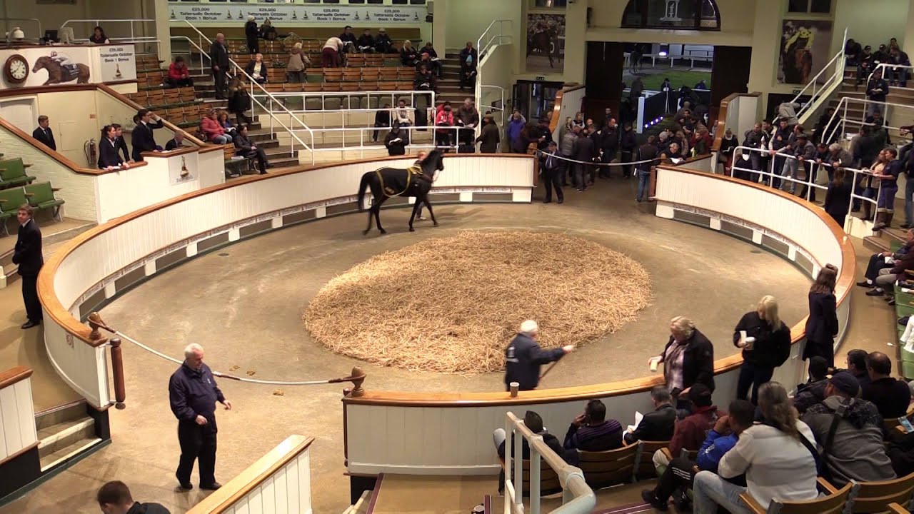 Tattersalls Autumn Horses in Training Sale Day 3 2015 YouTube