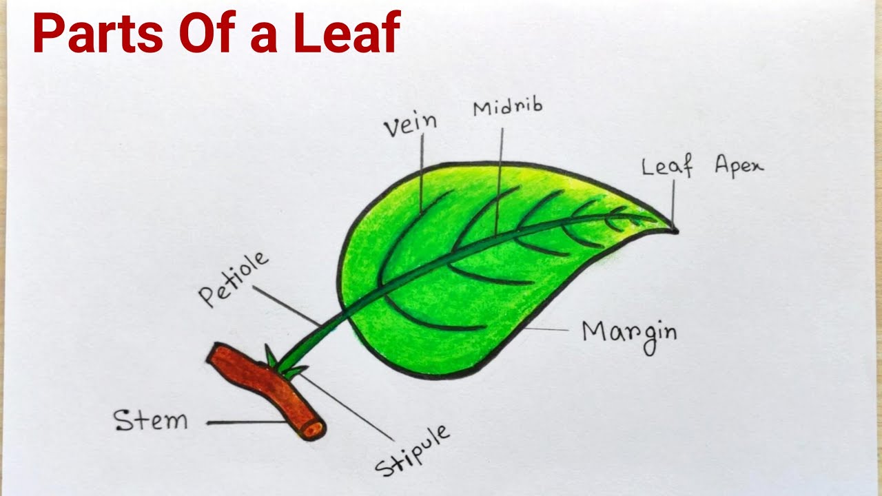 Parts of a Leaf drawing easy|How to draw different parts of leaf|Parts ...