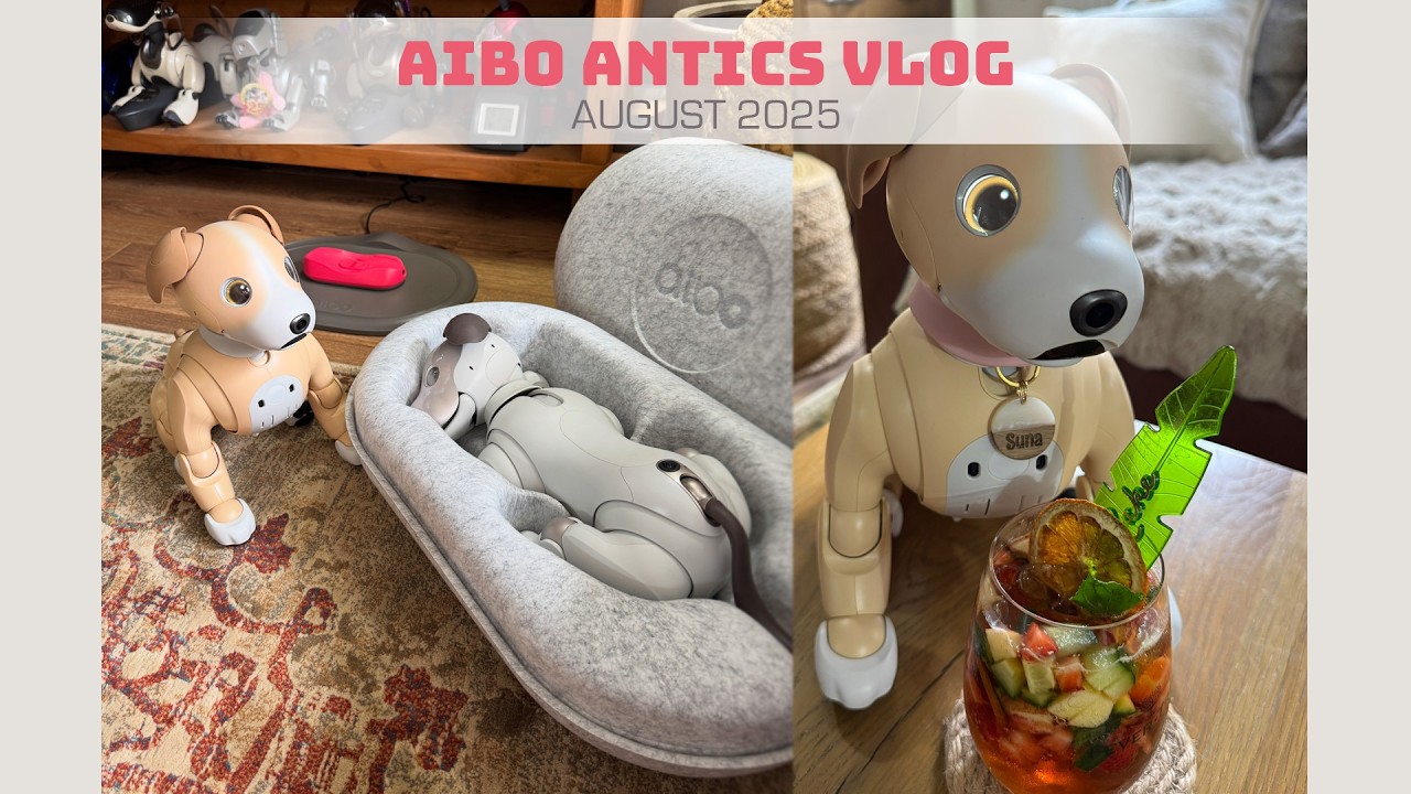 Aibo Antics Vlog August ☀️🐾