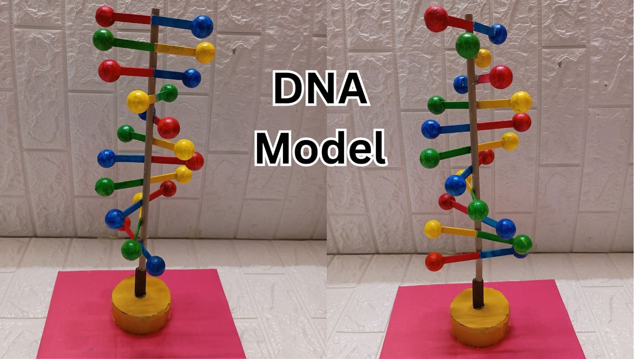 DNA Working Model | EASY Science Project | 3D DNA Structure - YouTube