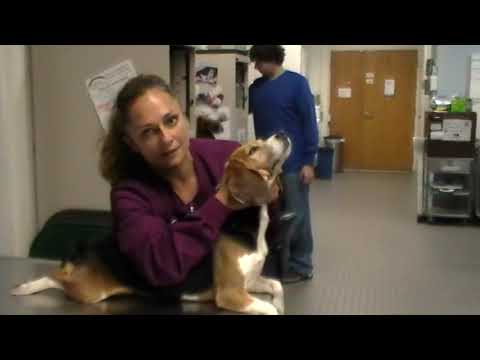 Applying gauze muzzle restraint