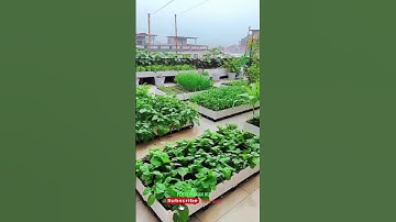 Thumbnail of Ide Desain Kebun Sayur Di Atas Balkon Rumah #nature #relaxing #music #relaxingmusic #garden #kebun