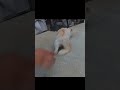 【ねこ】ゆのちゃんファミる#猫 動画#猫 面白い#猫 ショート動画