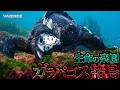 【生命の楽園】ガラパゴス諸島にはどんな生き物が暮らしているのか？