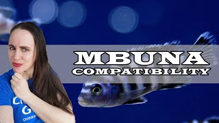 What are Mbuna Cichlids Compatible with?