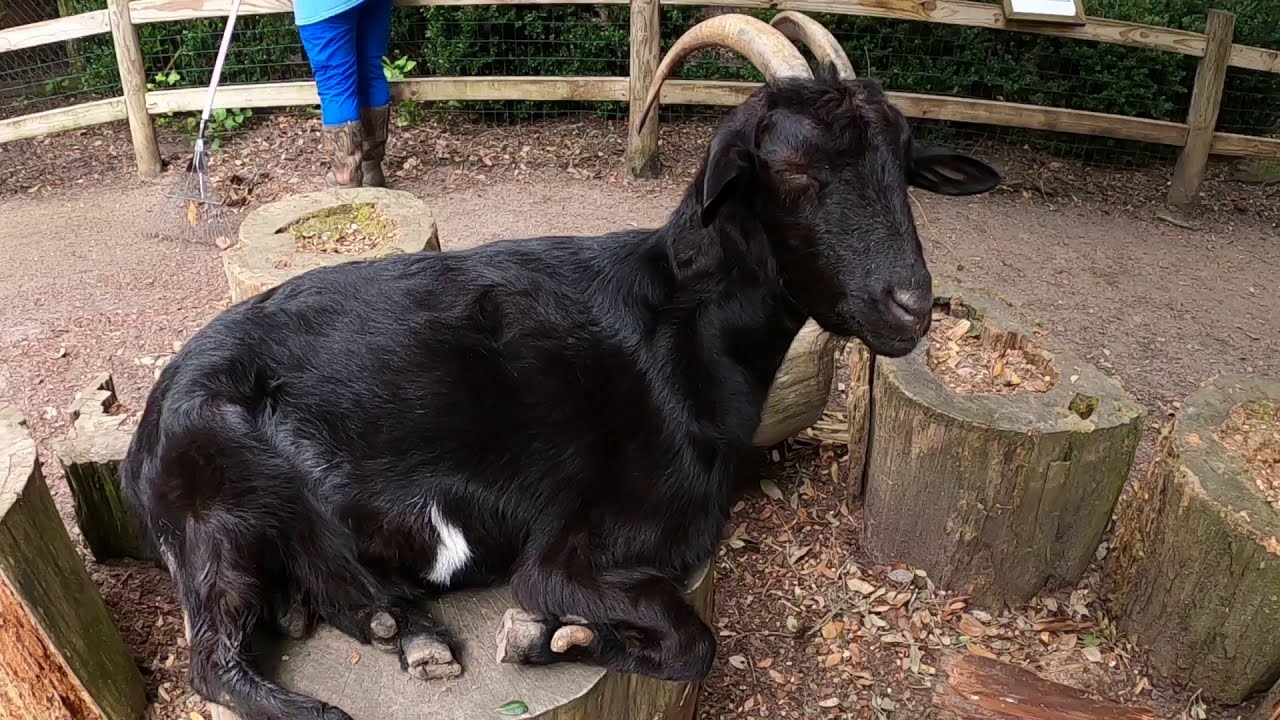 Zoo & Nature Center Charleston, SC YouTube