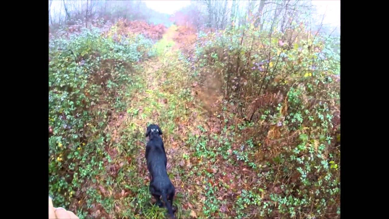 Chasse Bécasse 2015-2016 (Setter Gordon)