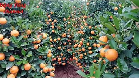 Quất tết 180k một cây giá tại vườn quất tết 2022