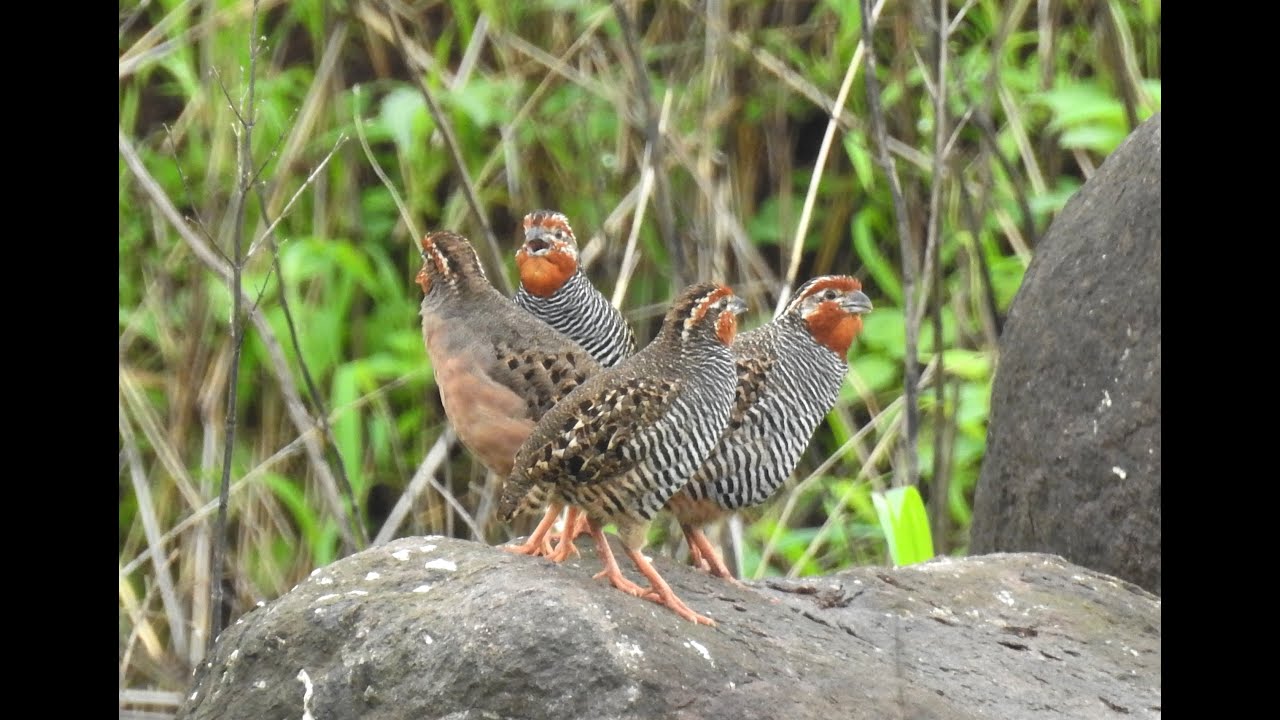 Jungle Bush Quail Perdicula asiatica foraging behaviour DSCN7340 3