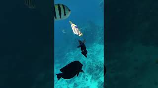 Египет. Коралловые рифы в бухте Sharks bay.  Snorkelling with fish in the Red sea at Sharm-El-Sheikh