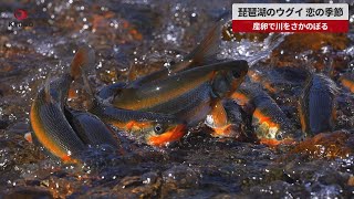 【速報】琵琶湖のウグイ、恋の季節 産卵で川をさかのぼる