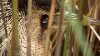 Will Jack Baddams Ever See His Bogey Bird, The Bittern? He Visits Rspb Old Moor Winterwatch 2025