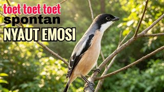 toet toet Suara cendet gacor Pagi Hari pancingan jitu BIKIN cendet diam langsung nyaut ikutan bunyi