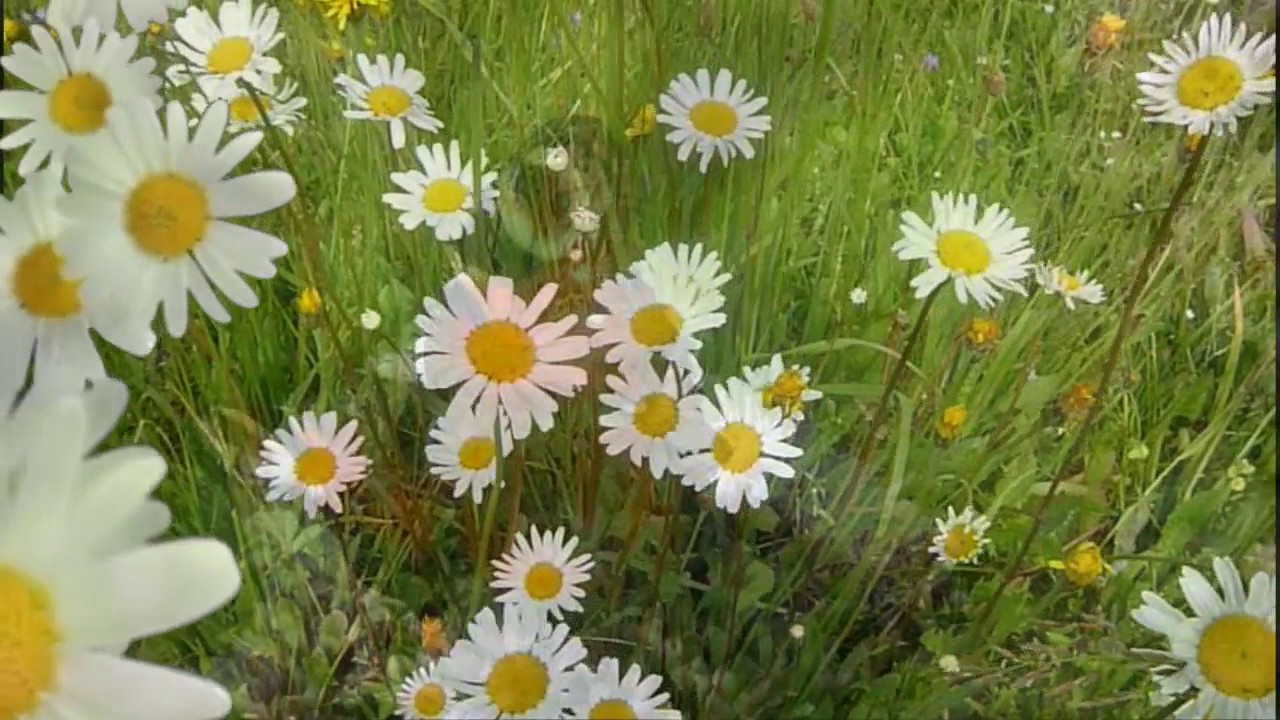 Ромашки караоке со словами. Гадать на ромашке. Погадаем на ромашке. Ромашки для Татьяны. Фото гадания на ромашке.