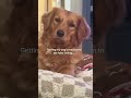 esses cachorros reagiram de uma forma que ninguém esperava🤣 #engraçado #risada #viral #memes #shorts