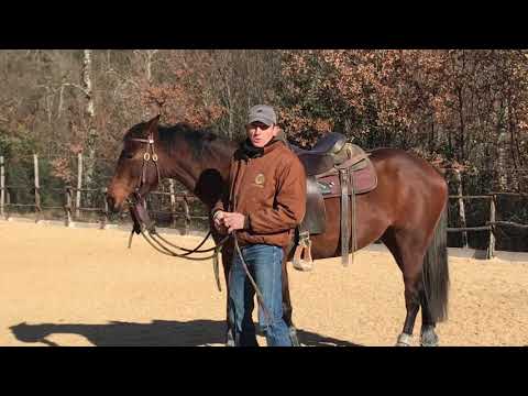 Video: Il cavallo può andare indietro?