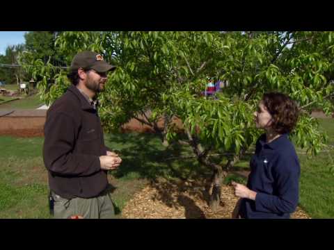 Thinning Fruit