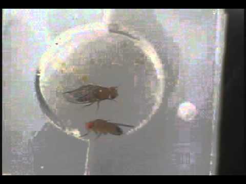 5/20 Courtship Trial 7 - Unsuccessful