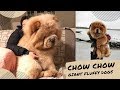 Tiktok| CHOW CHOW Giant Cute Fluffy Dogs Compilations