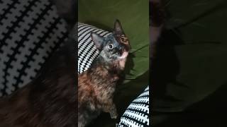 el patrón)las reinas cada día más grandes y más guapas(650) cat mexico tiktok gatosgraciosos??