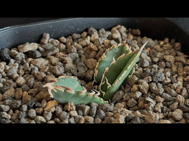 29240720 アガベ・チタノタ 巨歯鯊(芽)-002｜agave titanota megalodon