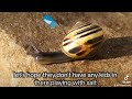 No Salt Please 🐌 #funny #shorts #improvisation #music
