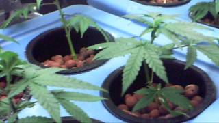 Bubba Kush clones