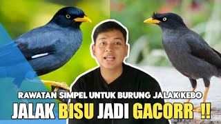 CARA SIMPEL MERAWAT BURUNG JALAK KEBO BIAR GACOR #jalakkebomataputih