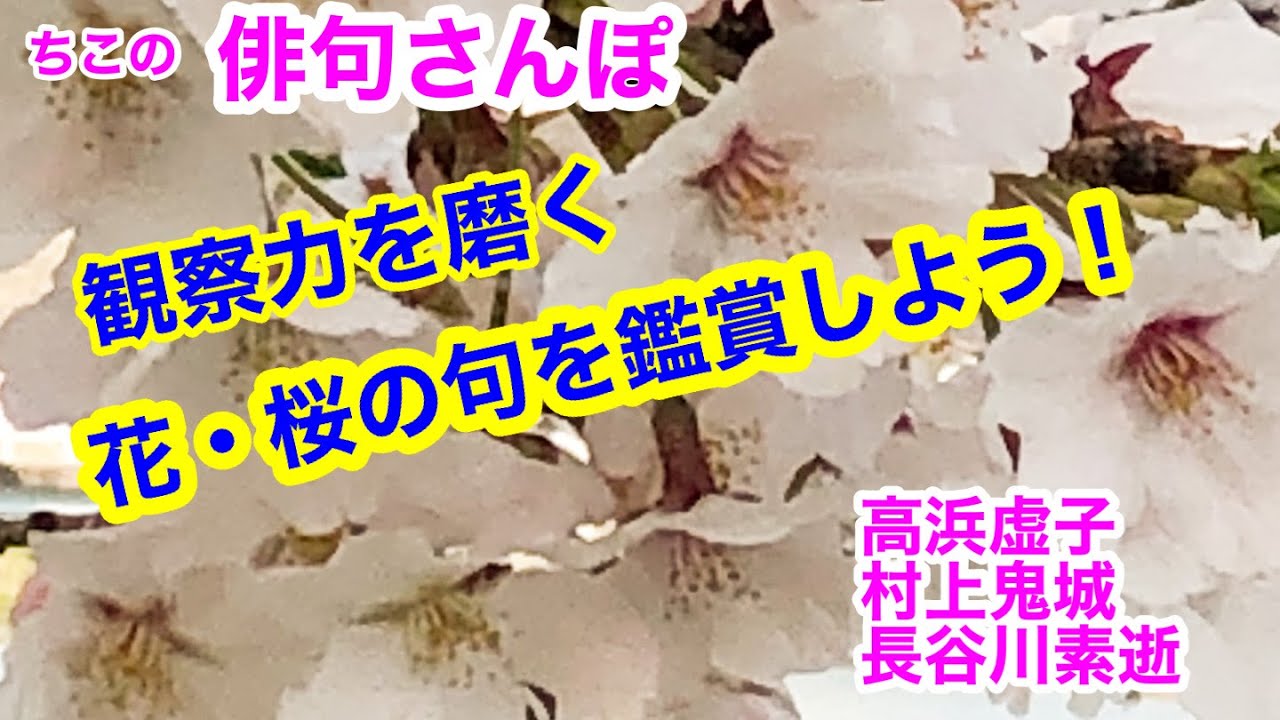 俳句さんぽ 第２回 桜 花 春 観察力を磨く 桜 花 春の季語 の句を鑑賞しよう 高浜虚子 村上鬼城 長谷川素逝 Youtube