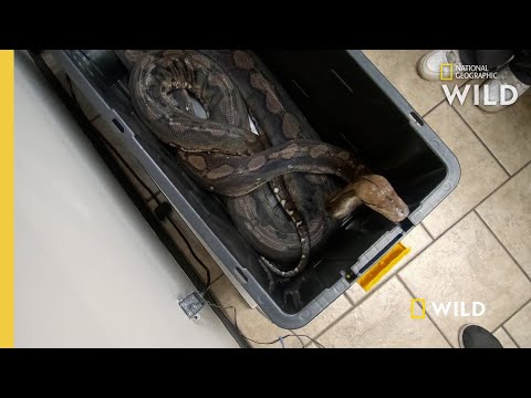 4 Large Snakes Get a Check-up  | Critter Fixers: Country Vets