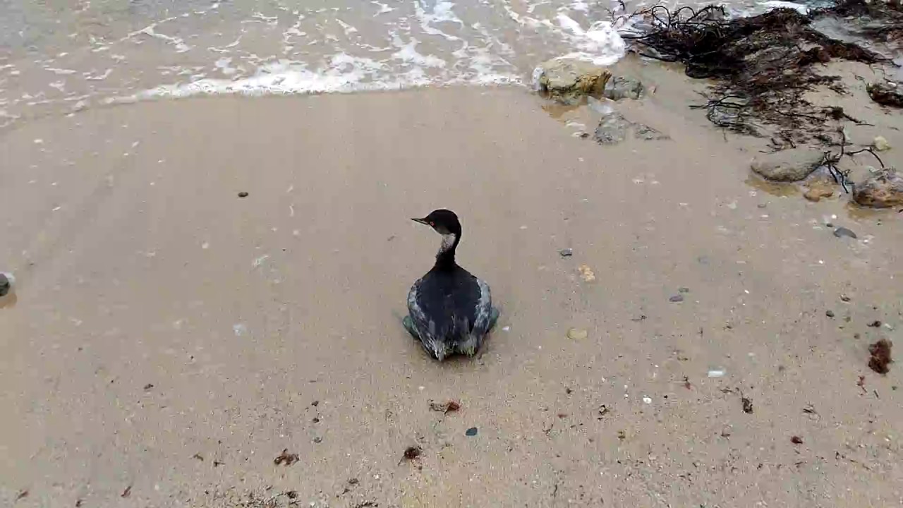 Утка нырок в черном море Утка нырок в черном море
