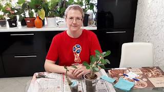 АДЕНИУМ. Лучший способ упаковки растений для отправки почтой на канале 
