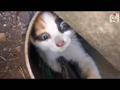 Video: Colapso De La Tubería De Viento En Gatos